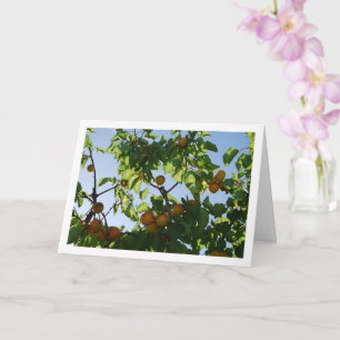 Apricot Tree Blue Sky Portrait Karte