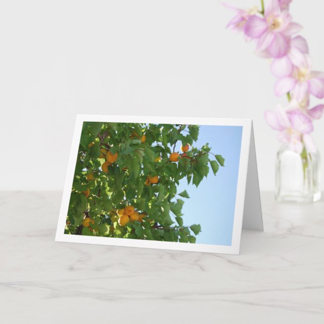 Apricot Tree Blue Sky Portrait Karte (Orchidee)