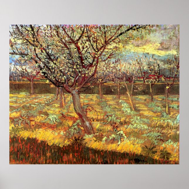 Apricot Trees in Blossom von Vincent van Gogh Poster (Vorne)