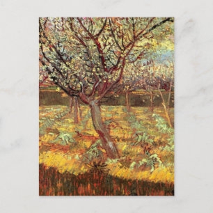 Apricot Trees in Blossom von Vincent van Gogh Postkarte