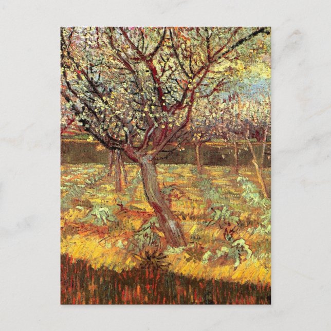 Apricot Trees in Blossom von Vincent van Gogh Postkarte (Vorderseite)