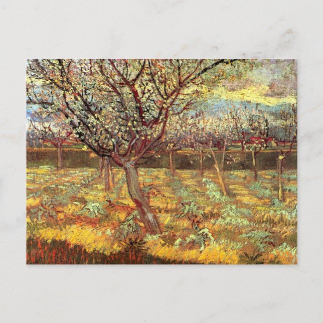 Apricot Trees in Blossom von Vincent van Gogh Postkarte (Vorderseite)