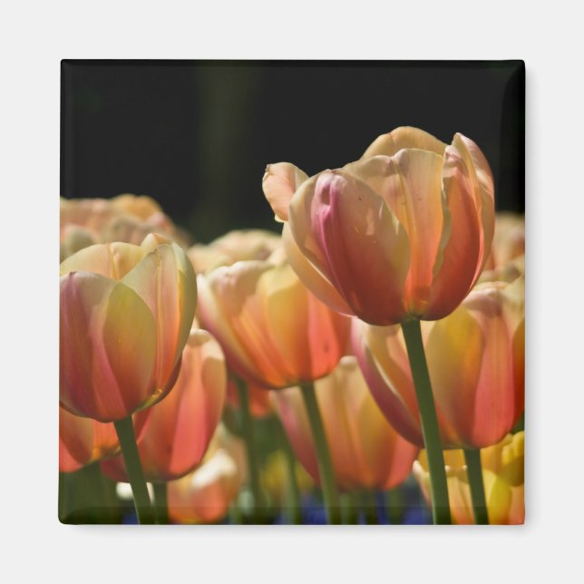 Apricot Tulip Magnet (Vorne)