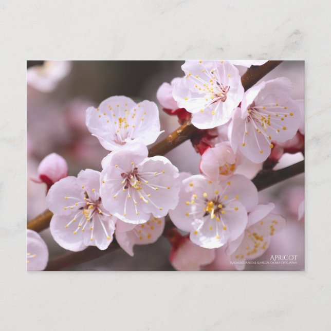 Aprikose/Postkarte Postkarte (Vorderseite)