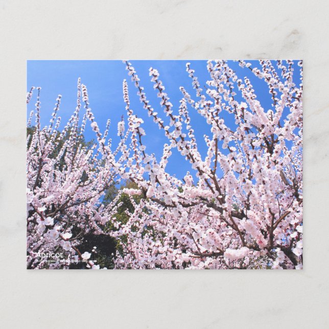 Aprikose/Postkarte Postkarte (Vorderseite)