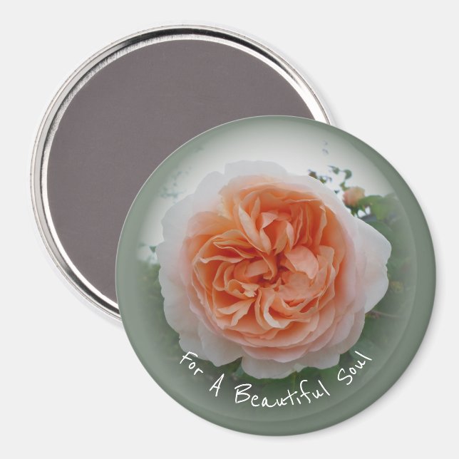 Aprikose Rose in Vollblut mit grünem Vignette Magnet (Vorderseite/Rückseite)