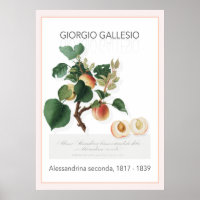 Aprikose, Vintages botanisches Illustrationspopste