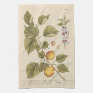 Aprikose von Elizabeth Blackwell Geschirrtuch
