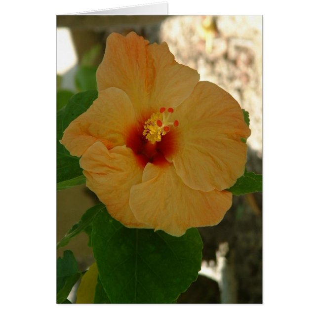 Aprikosen-Hibiskus-Blume (Vorne)