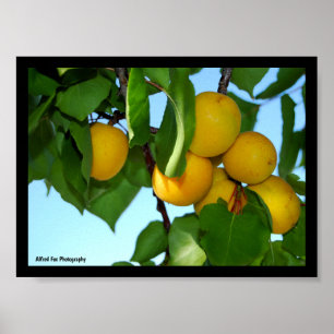 Aprikosen in Blauem Himmel Poster