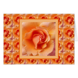 Aprikosen-Pfirsich-Rosen-Blumen-nahes hohes Foto