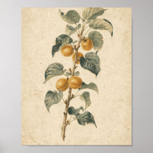 Aprikosenast mit reifer Frucht Botanische Kunst Poster
