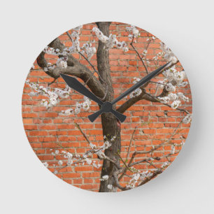 Aprikosenbaum Blüht an Roter Ziegelmauer Runde Wanduhr