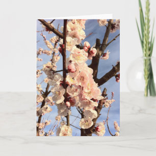 Aprikosenblüten Karte
