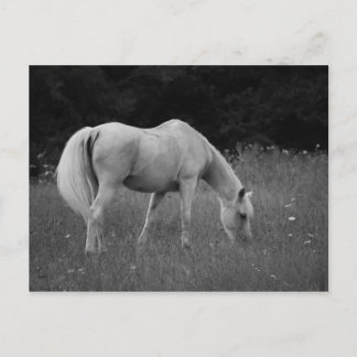 April der Araber Postkarte