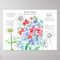 April Geburtstag Platterbsen Daisy Birth Monat