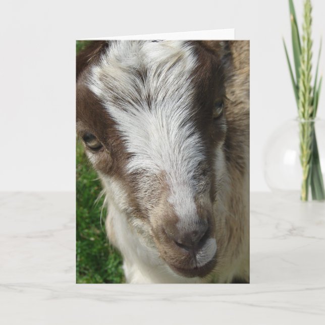 April La Mancha Nanny Kid Karte (Vorderseite)