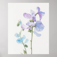 April Sweet Pea Birth Blume