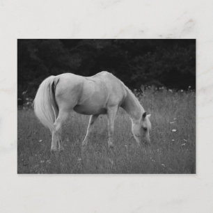 April the Arabian Postkarte