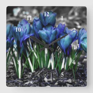 Aqua-blaue Krokus-Blüte Quadratische Wanduhr