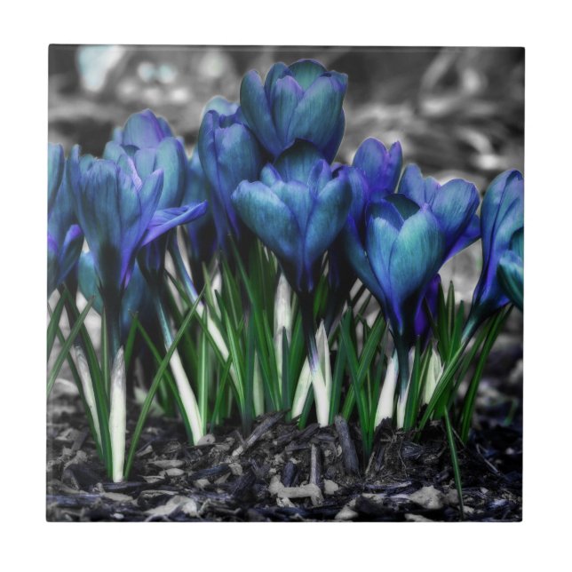 Aqua Blue Crocus Blooms Fliese (Vorderseite)