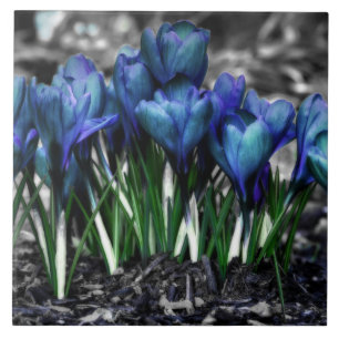 Aqua Blue Crocus Blooms Fliese