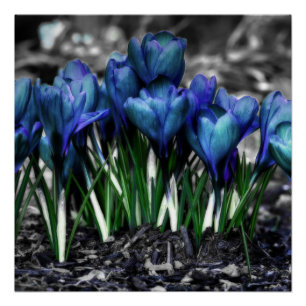 Aqua Blue Crocus Blooms Poster