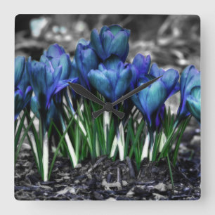 Aqua Blue Crocus Blooms Quadratische Wanduhr