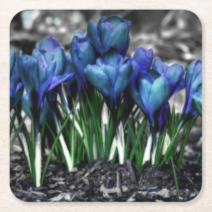 Aqua Blue Crocus Blooms Rechteckiger Pappuntersetzer