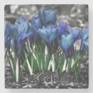 Aqua Blue Crocus Blooms Steinuntersetzer