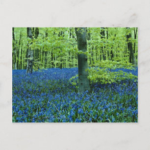 Aqua Bluebell Woods Blume Postkarte