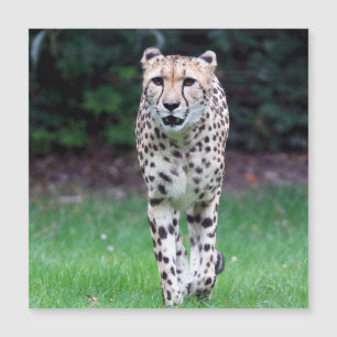 Aqua_Cheetah_20180103 Magnetkarte