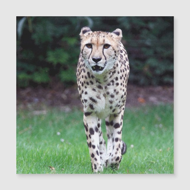 Aqua_Cheetah_20180103 Magnetkarte (Vorderseite)