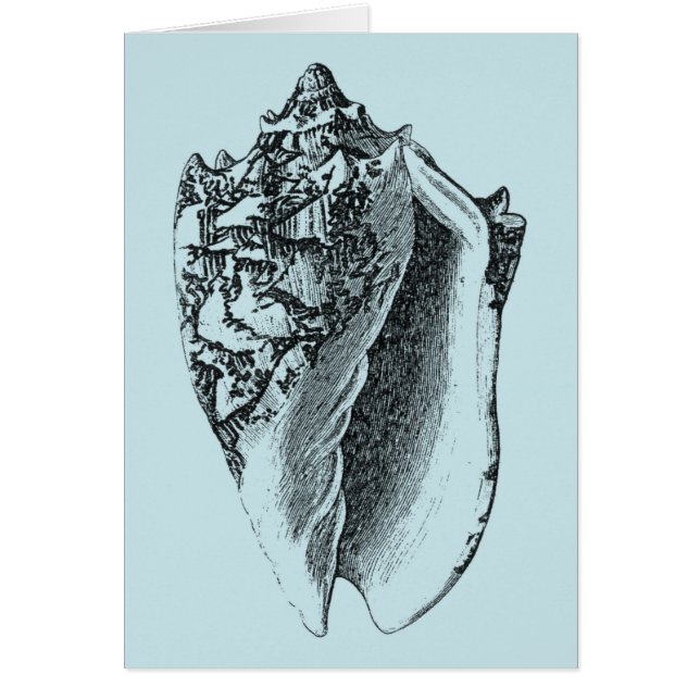 Aqua Conch Muschel (Vorne)