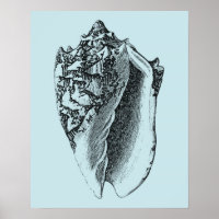 Aqua Conch Muschel