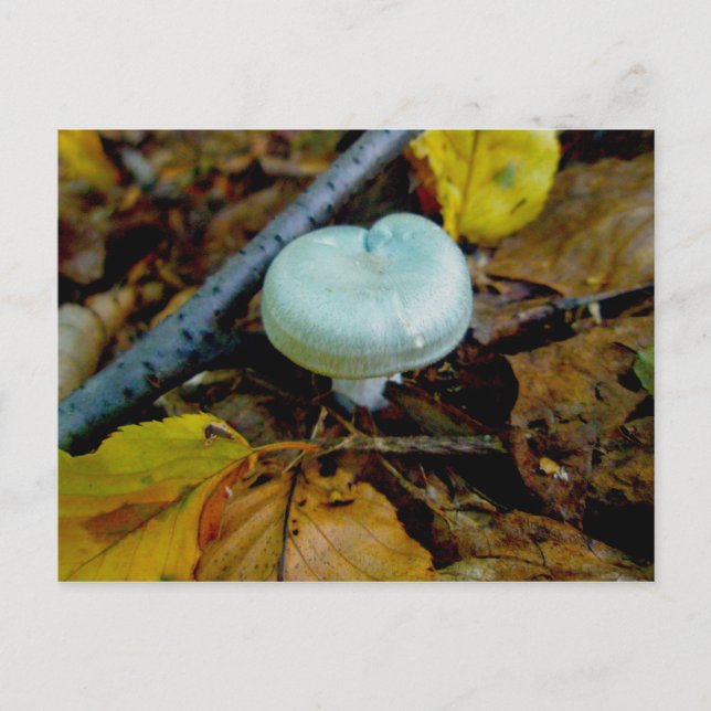 Aqua Mushroom Postcard Postkarte (Vorderseite)