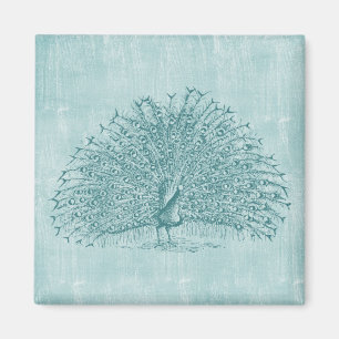 Aqua Peacock Magnet