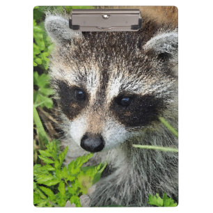 Aqua_Raccoon_20180101 Klemmbrett
