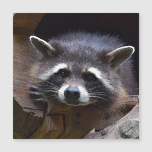 Aqua_Raccoon_20180102 Magnetkarte