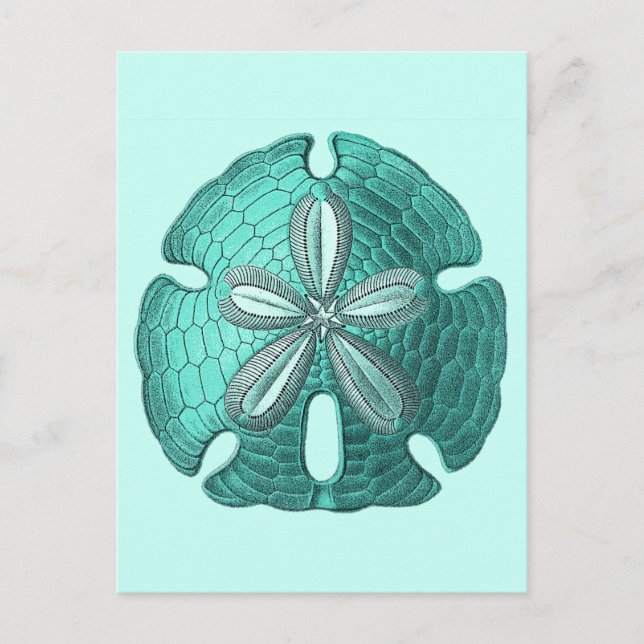 Aqua Sand Dollar Postkarte (Vorderseite)