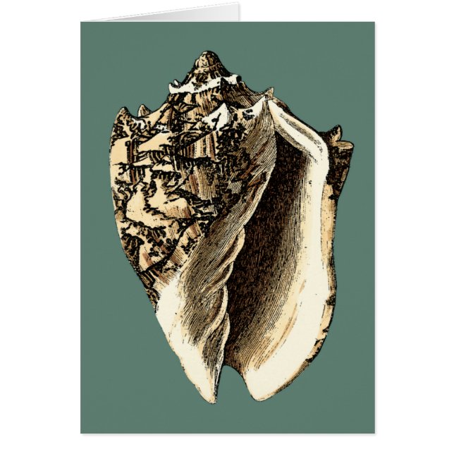 Aquamarin Conch-Muschel (Vorne)