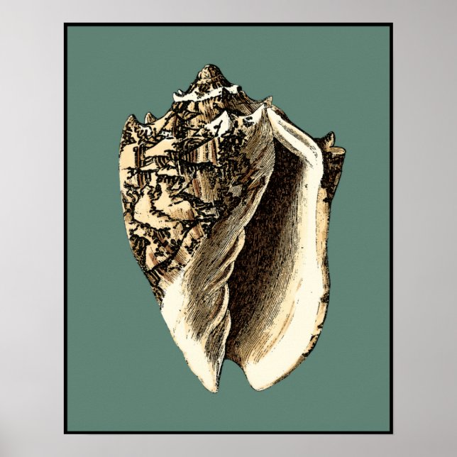 Aquamarin Conch-Muschel Poster (Vorne)