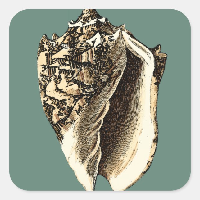 Aquamarin Conch-Muschel Quadratischer Aufkleber (Vorderseite)