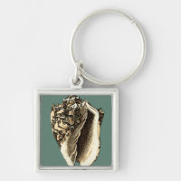 Aquamarin Conch-Muschel