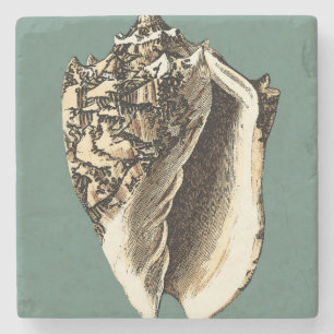 Aquamarin Conch-Muschel Steinuntersetzer