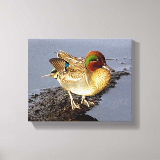Aquamarin Duck Wrapped Canvas Art Leinwanddruck (Vorderseite)