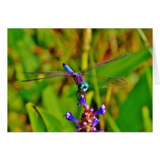 Aquamarin Rainbow Dragonfly