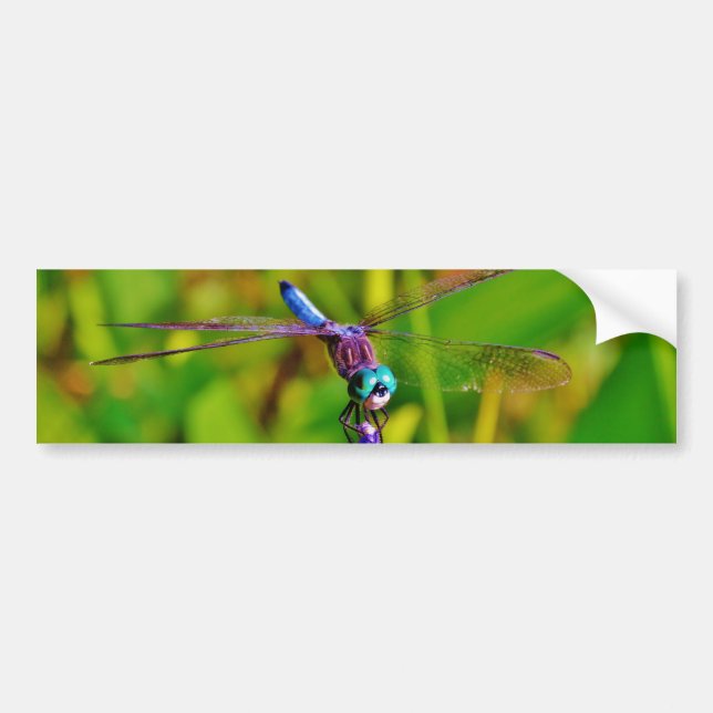 Aquamarin Rainbow Dragonfly Autoaufkleber (Vorne)