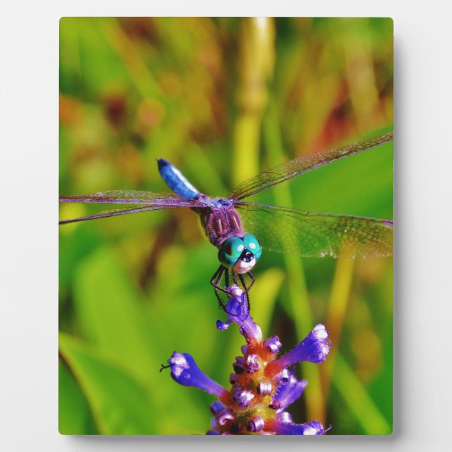 Aquamarin Rainbow Dragonfly Fotoplatte (Vorderseite)