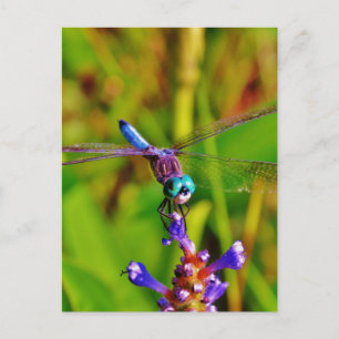 Aquamarin Rainbow Dragonfly Postkarte